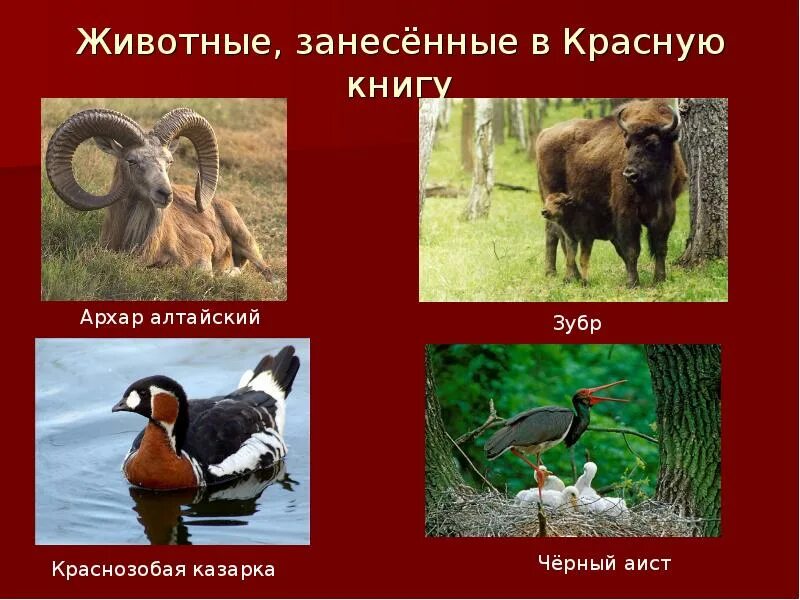 Красная книга животные и растения фото По страницам Красной книги