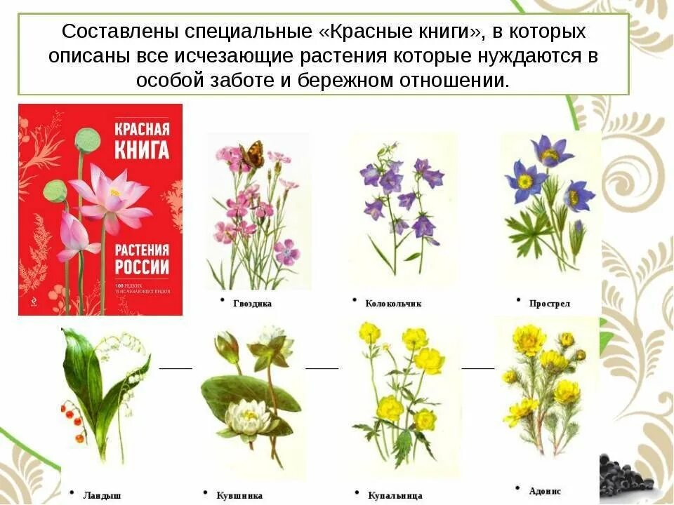 Красная книга животные и растения фото Распечатать растение красной книги