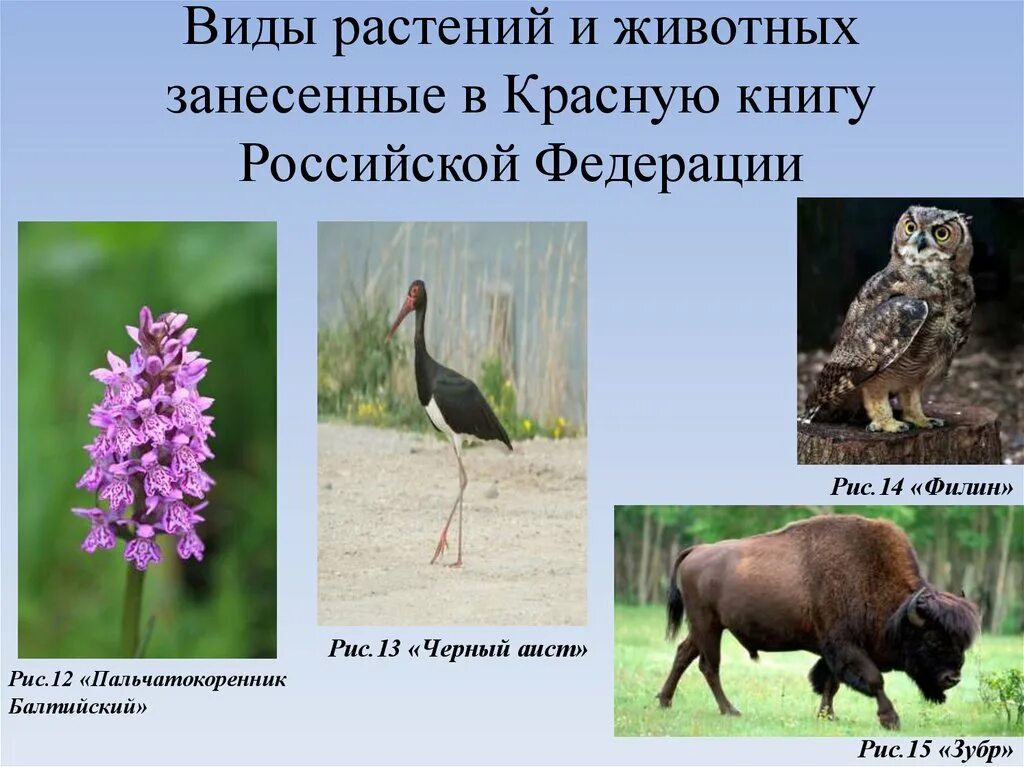 Красная книга животные и растения фото Картинки ЖИВОТНЫЕ ЛЕСОВ ЗАНЕСЕННЫЕ В КРАСНУЮ КНИГУ