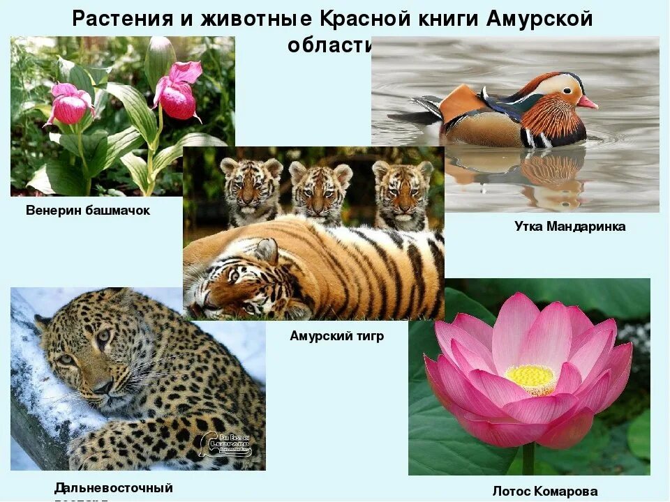 Красная книга животные и растения фото Картинки ПЕРВОЕ ЖИВОТНОЕ В КРАСНОЙ КНИГЕ