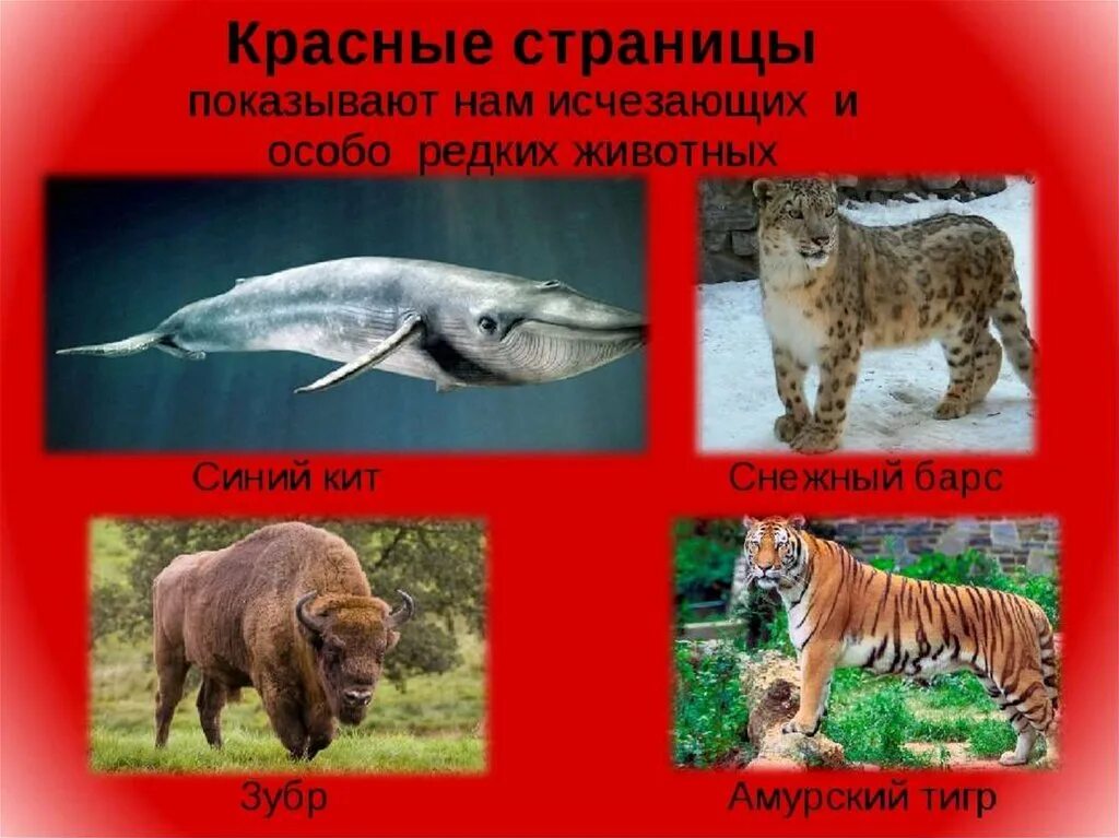 Красная книга животные и растения фото Животные которые вписаны в красную книгу