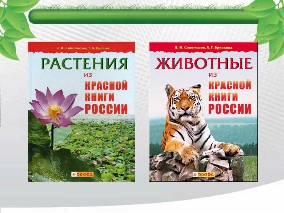 Красная книга животные и растения фото Виртуальная прогулка по красной книге "На красной странице звери и птицы" 2022, 