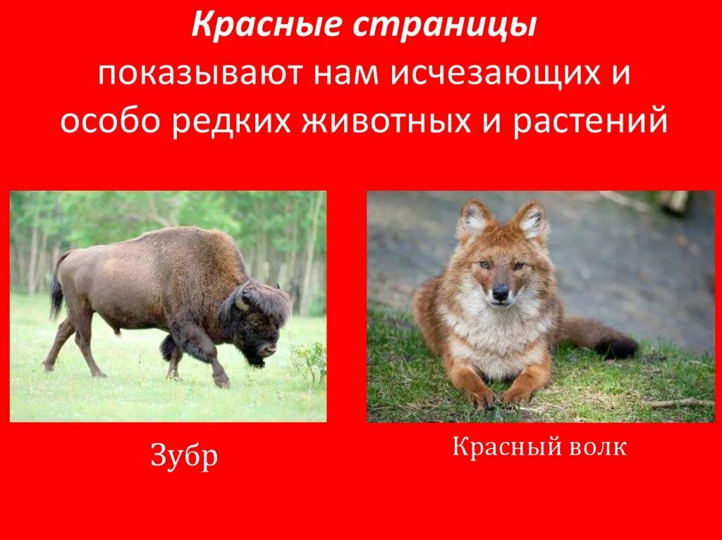 Красная книга животные и растения фото Растения и животные в международной красной книге: найдено 77 изображений
