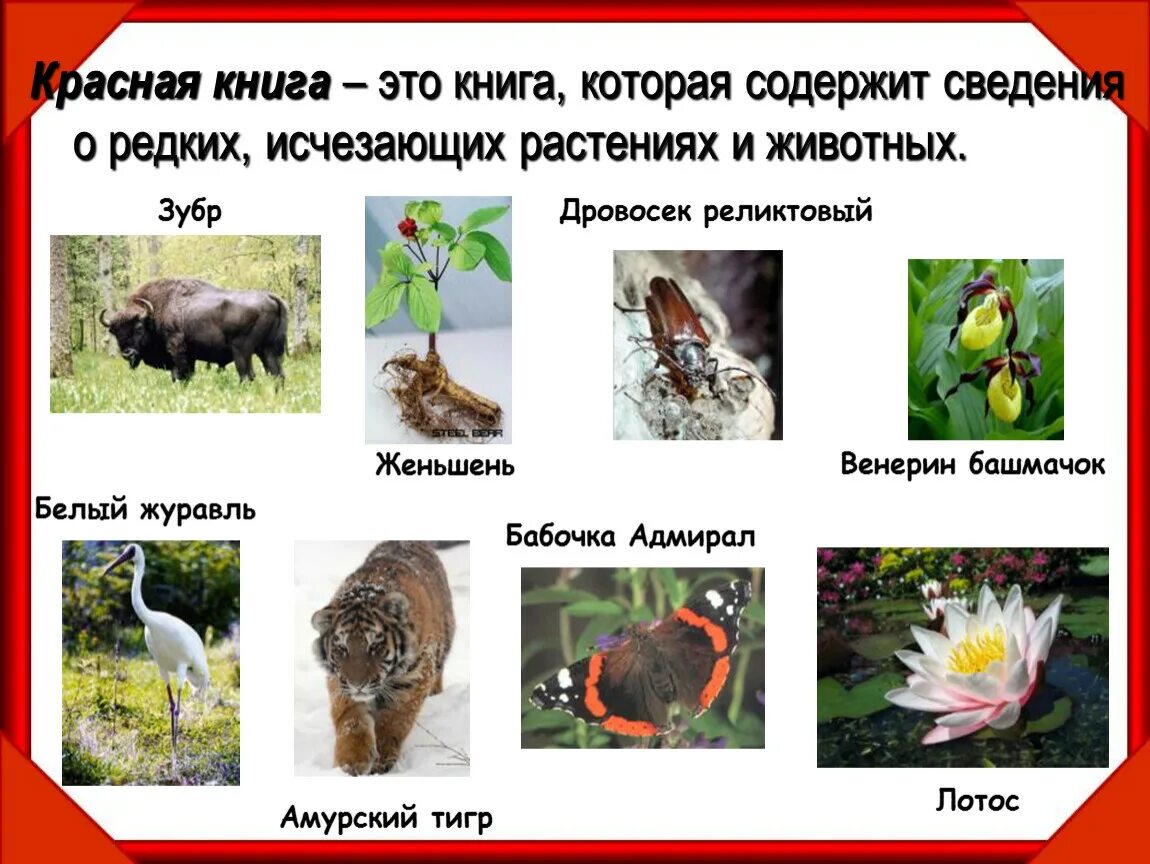 Красная книга животные и растения фото Что такое Красная книга?