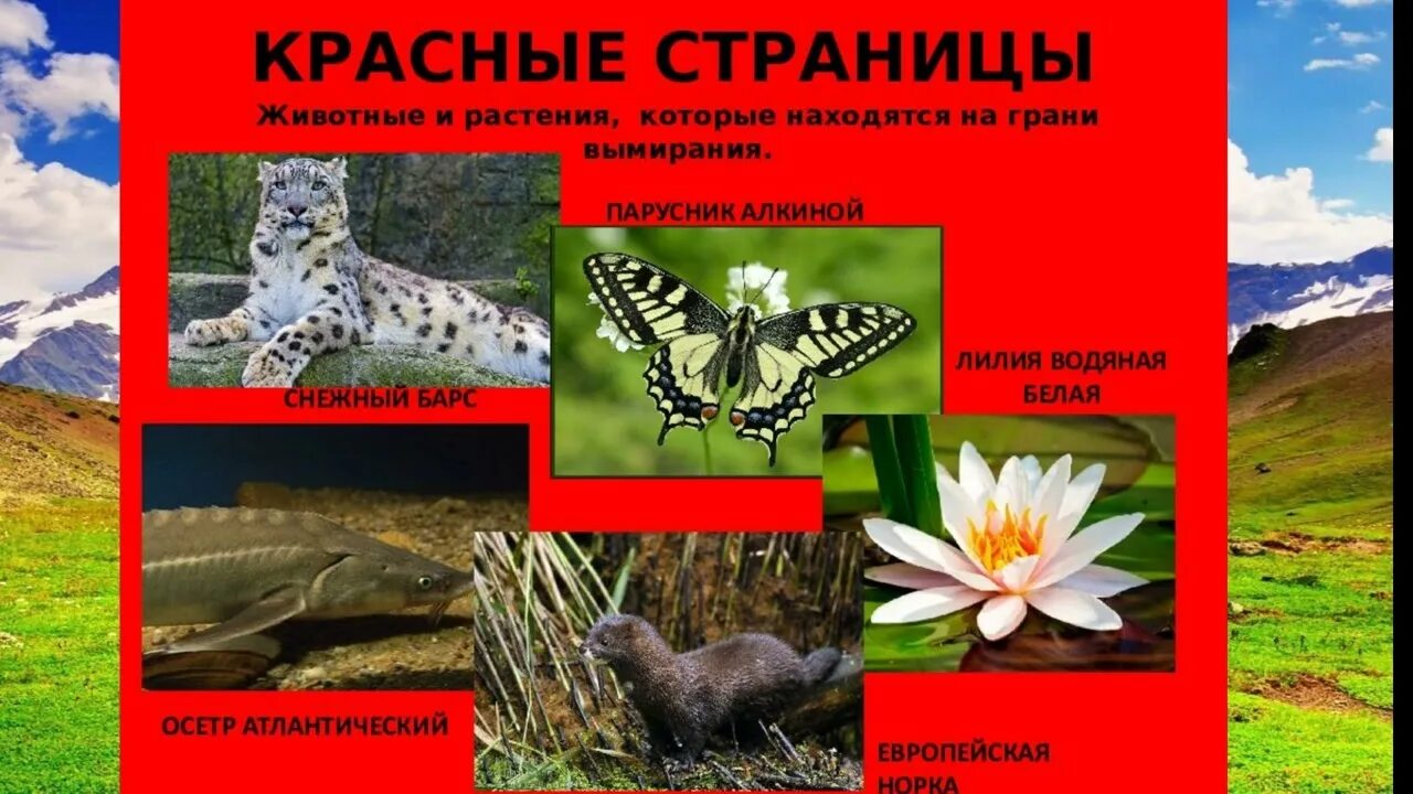 Красная книга животные и растения фото Мир животных и растений из Красной книги - YouTube