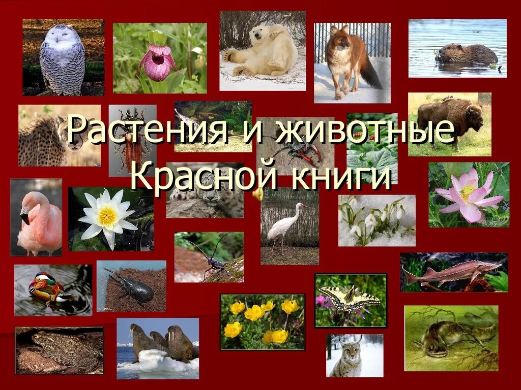 Красная книга животные и растения фото Какие растения и животные 60 фото - ZooClever.ru