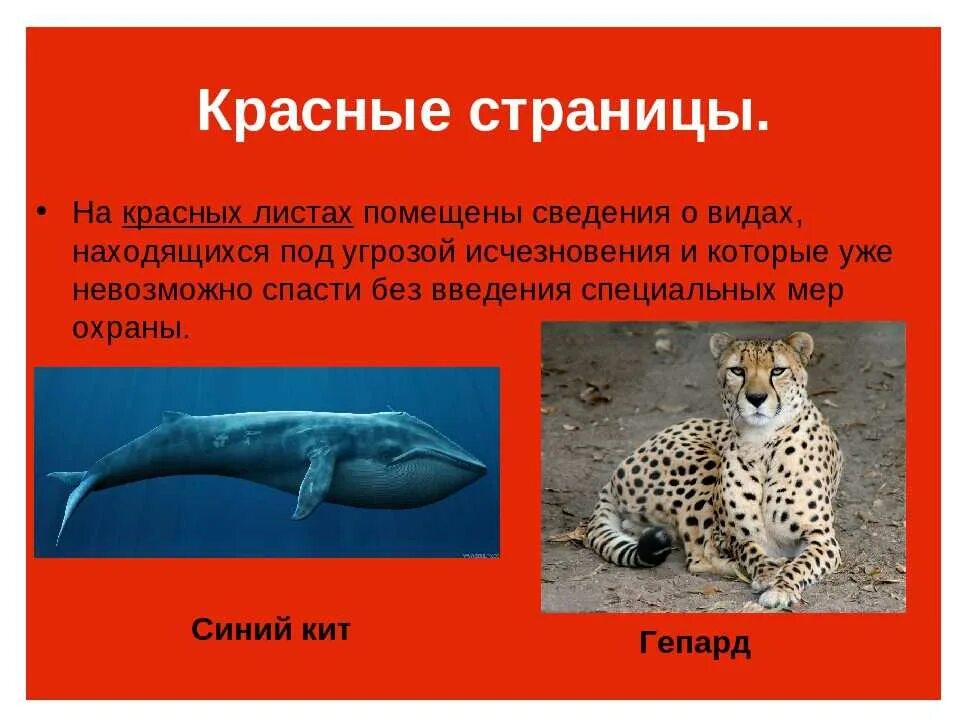 Красная книга животные и растения фото Картинки ПЕРВОЕ ЖИВОТНОЕ В КРАСНОЙ КНИГЕ