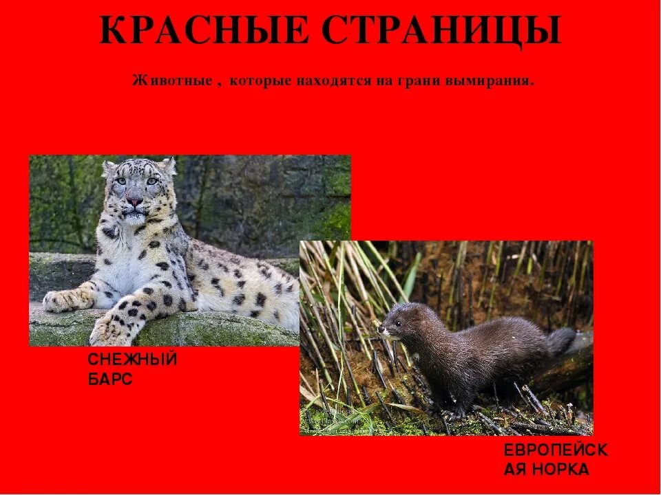 Красная книга животные и растения фото Какие есть животные занесенные в красную книгу