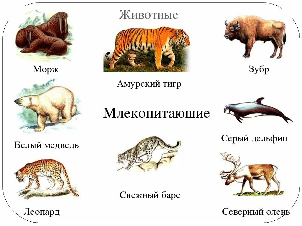 Красная книга животные список с картинками Животные Красной Книги Удоба - бесплатный конструктор образовательных ресурсов