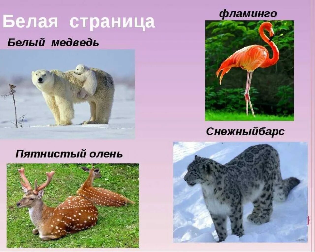 Красная книга животные список с картинками Растения и животные в международной красной книге: найдено 77 изображений