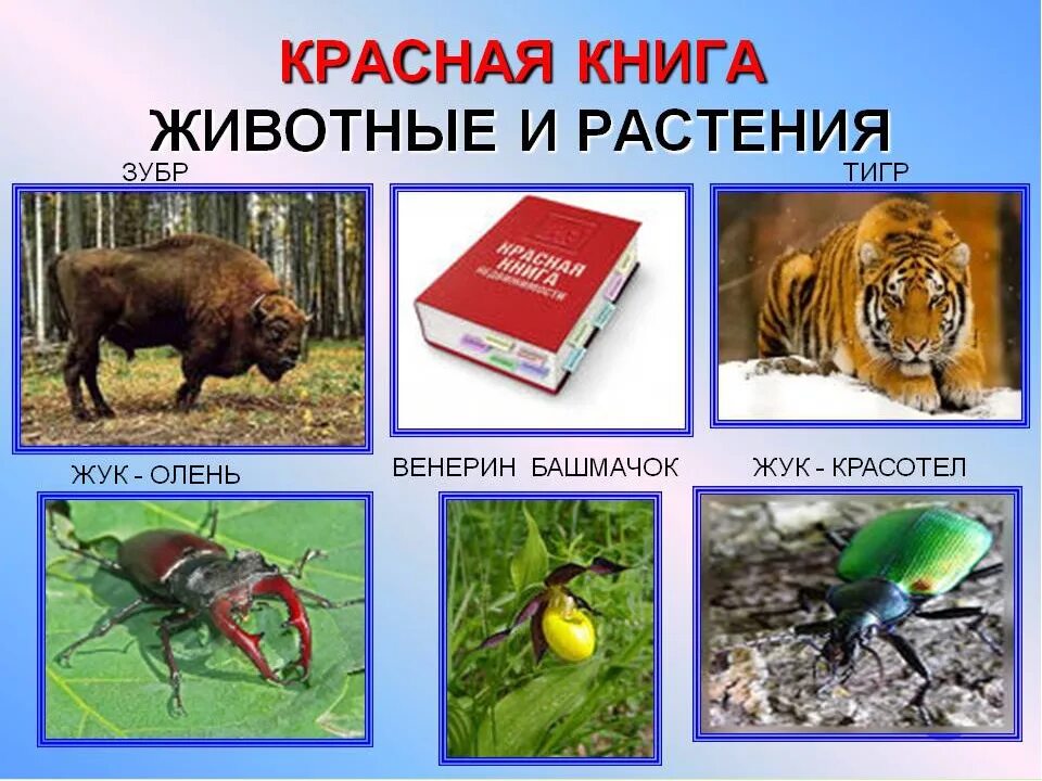 Красная книга животные список с картинками Какие животные в красной книге и растения