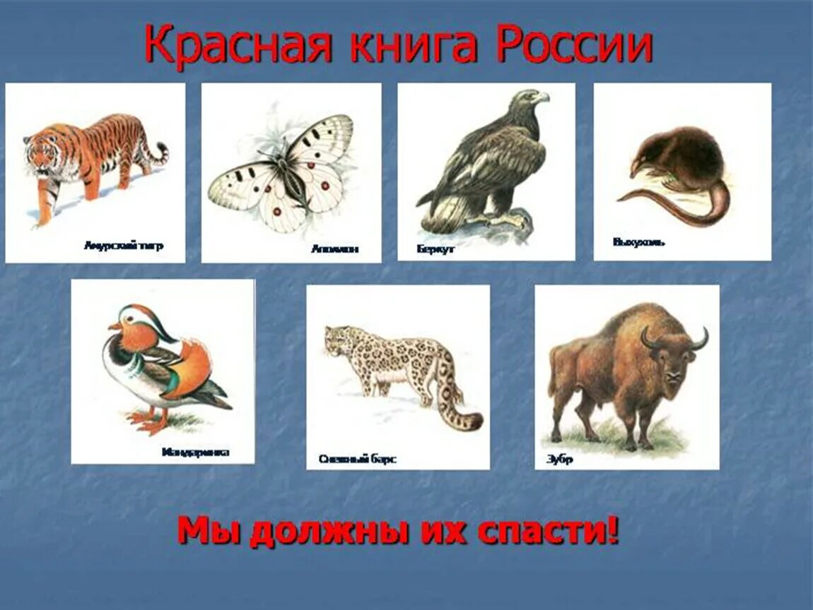 Красная книга животные список с картинками Презентация к уроку географии. 8 класс. Тема: " Природные зоны России"