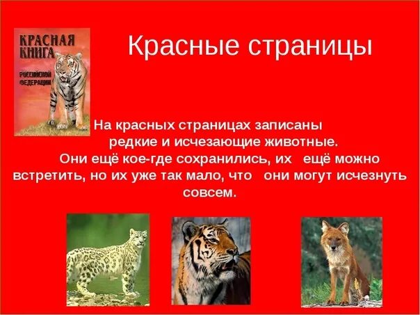 Красная книга животные список с картинками Проект исчезающие животные и растения: найдено 90 изображений