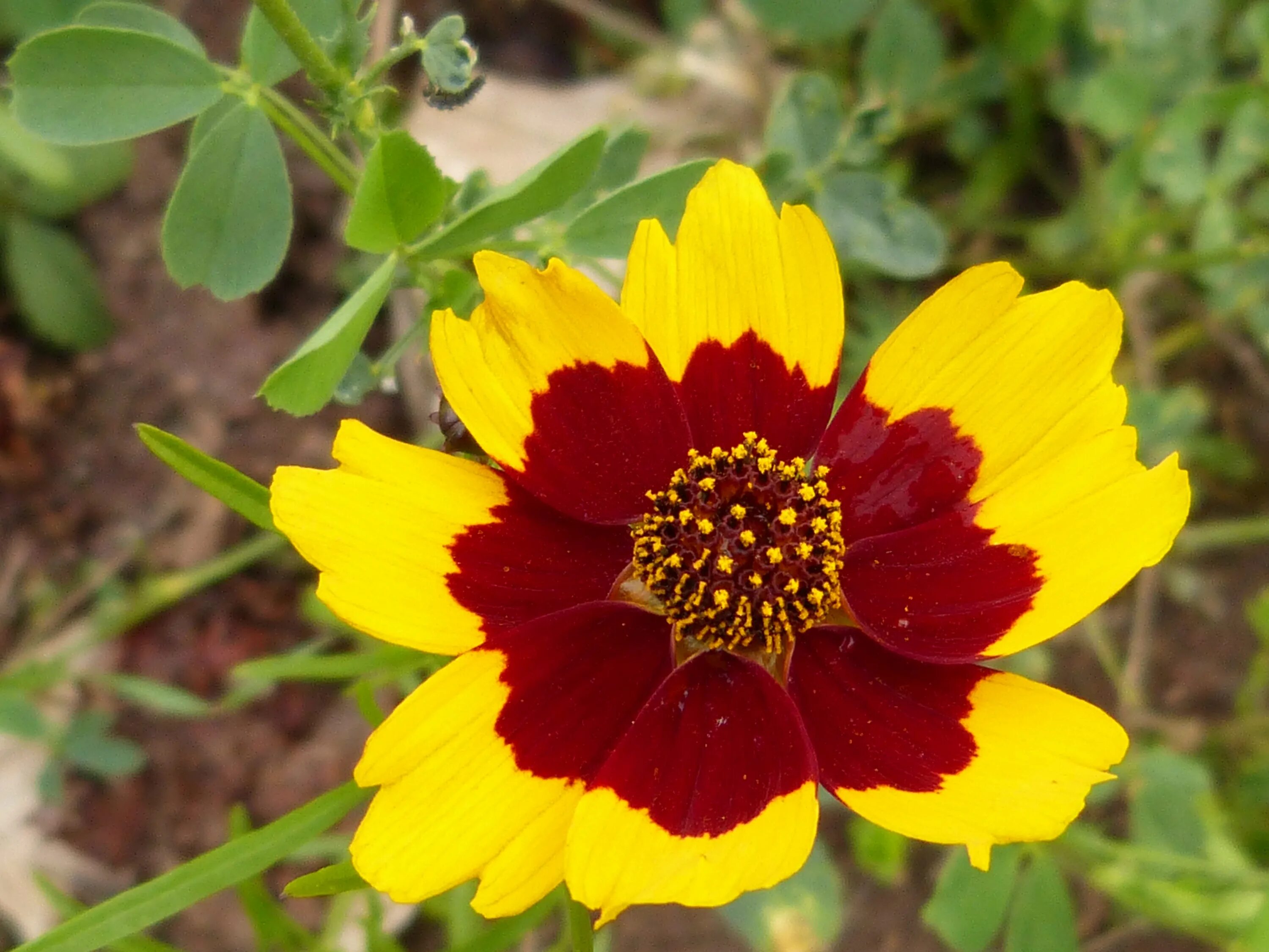 Красно желтые цветы названия и фото Free Images : nature, blossom, flower, petal, bloom, red, herb, botany, yellow, 