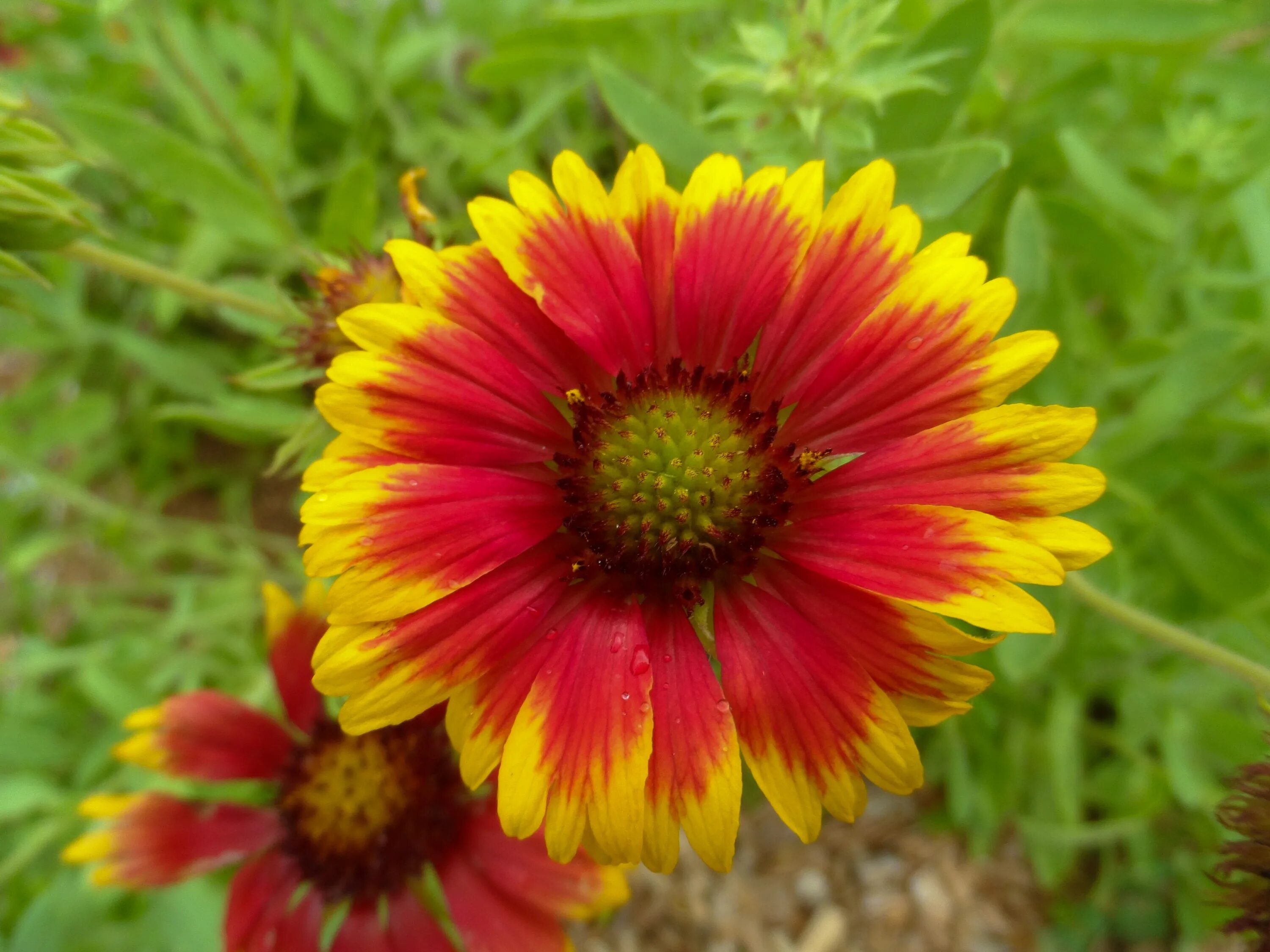 Красно желтые цветы названия и фото Free Images : nature, petal, bloom, red, herb, botany, yellow, garden, flora, wi