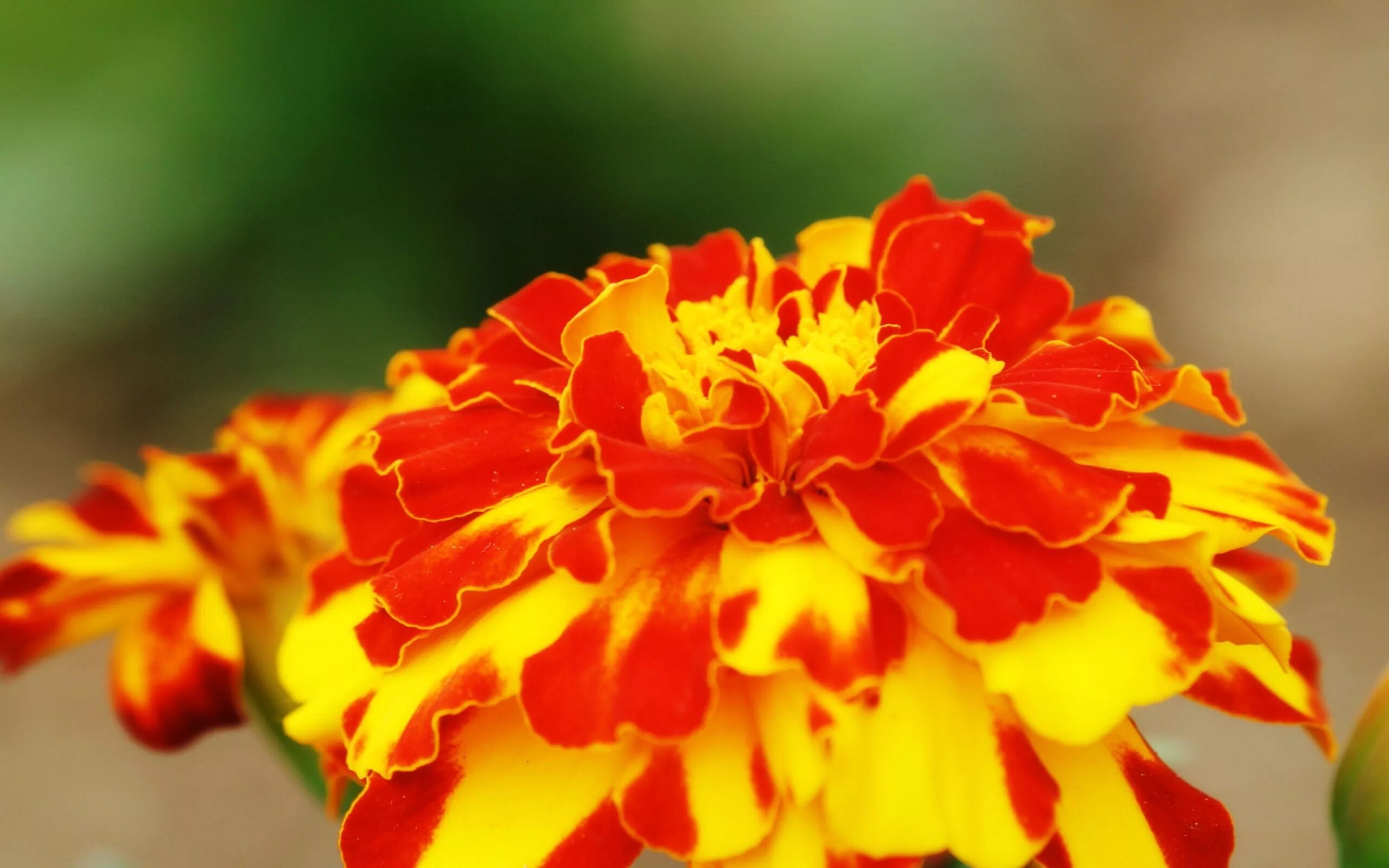 Красно желтые цветы названия и фото Wallpaper : red, yellow, petals, blossom, leaf, flower, flora, petal, spots, wil