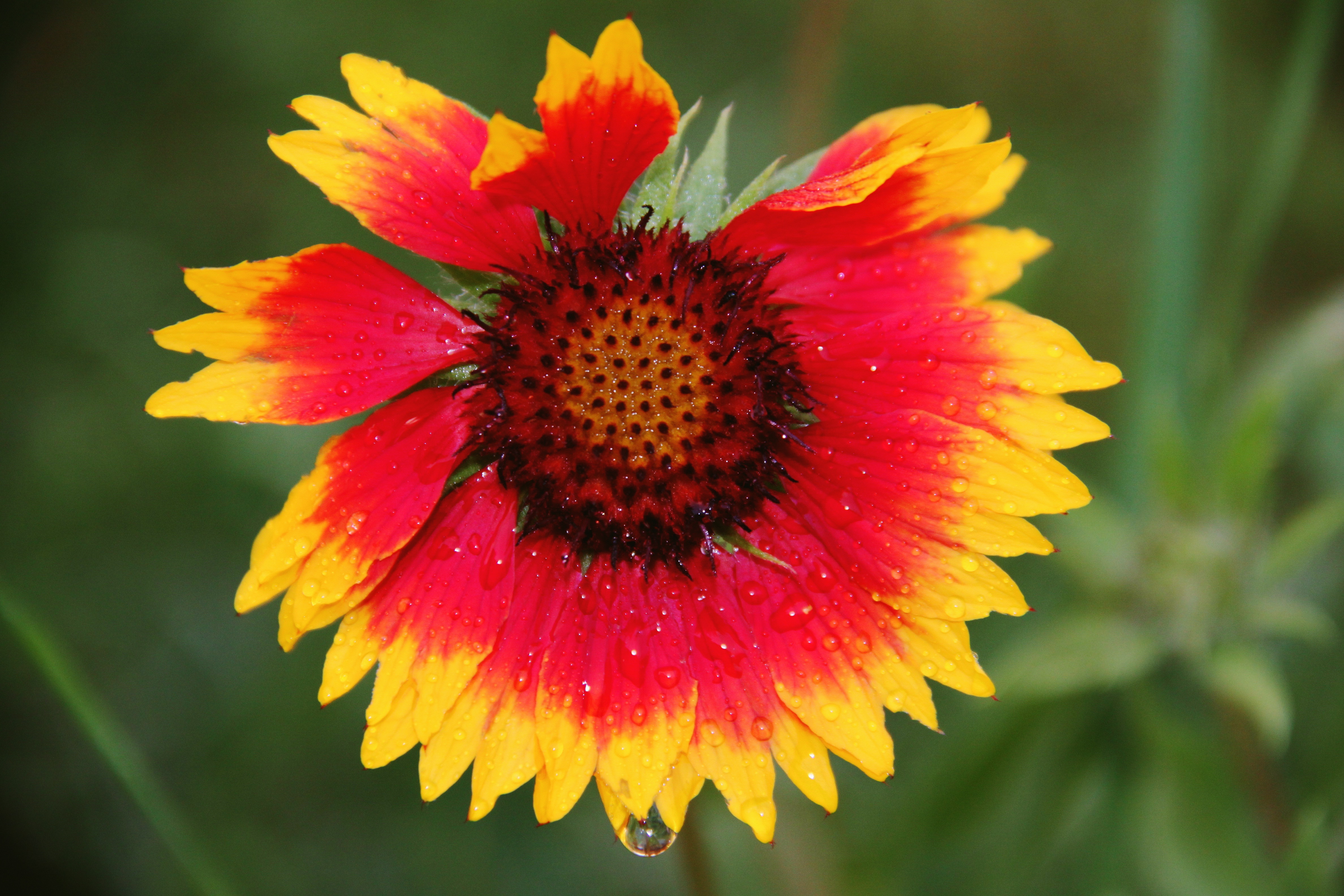 Красно желтые цветы названия и фото Flower Yellow Red free image download