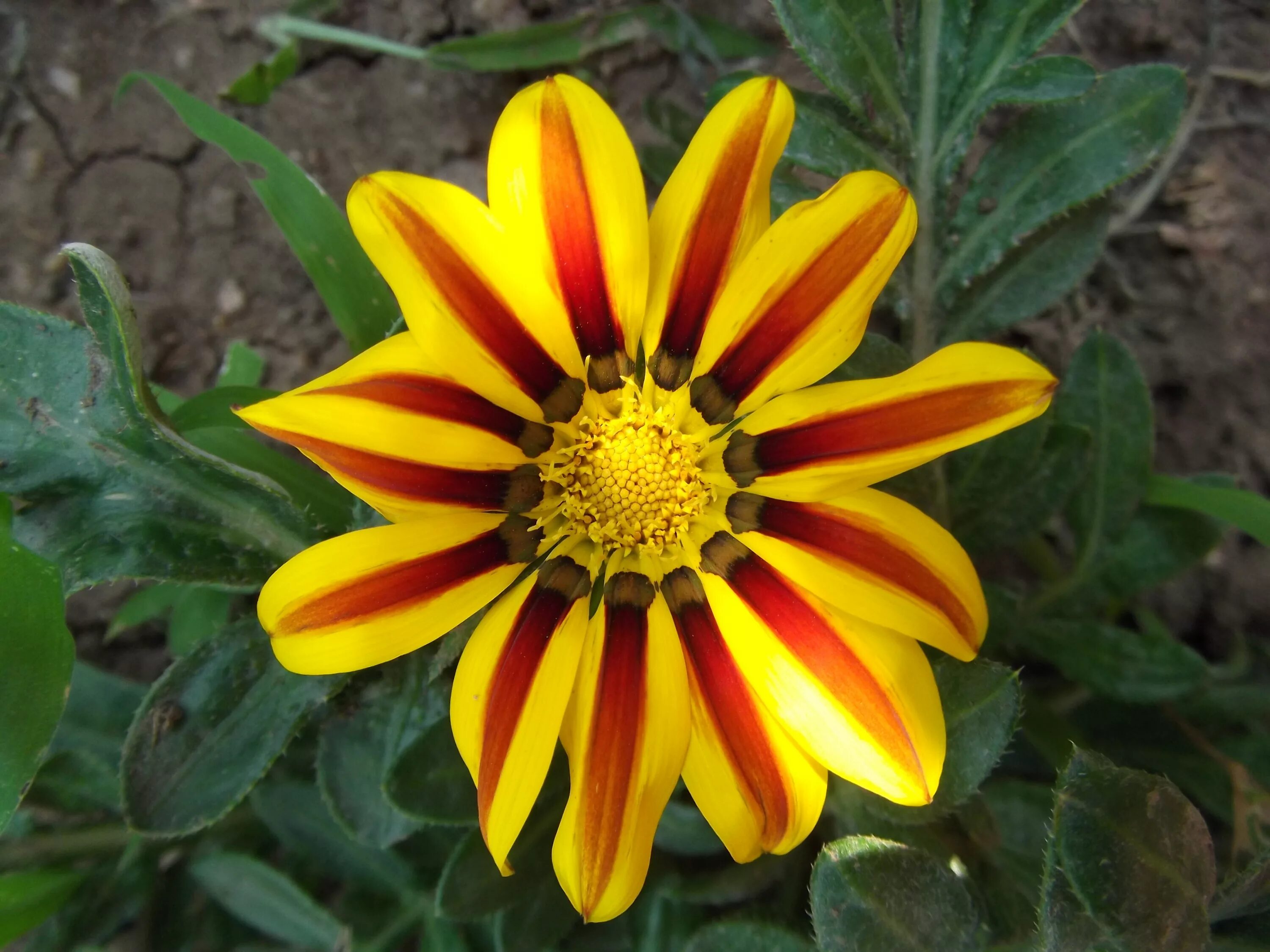 Красно желтые цветы названия и фото Free Images : nature, flower, petal, bloom, spring, red, herb, botany, yellow, g