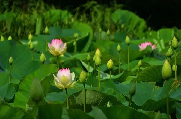 Краснодар озеро лотосов фото Almost all lotuses have disappeared from Lake Bam near Novorossiysk: what is hap