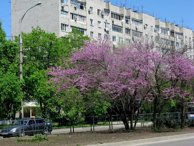 Краснодар в апреле фото ЦВЕТУЩИЙ КРАСНОДАР В АПРЕЛЕ - ЗЕМЛЯ, НА КОТОРОЙ ЖИВУ - LiveJournal
