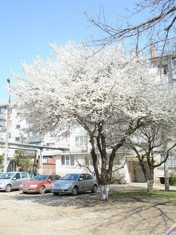 Краснодар в апреле фото Чем пахнет ваш город весной?