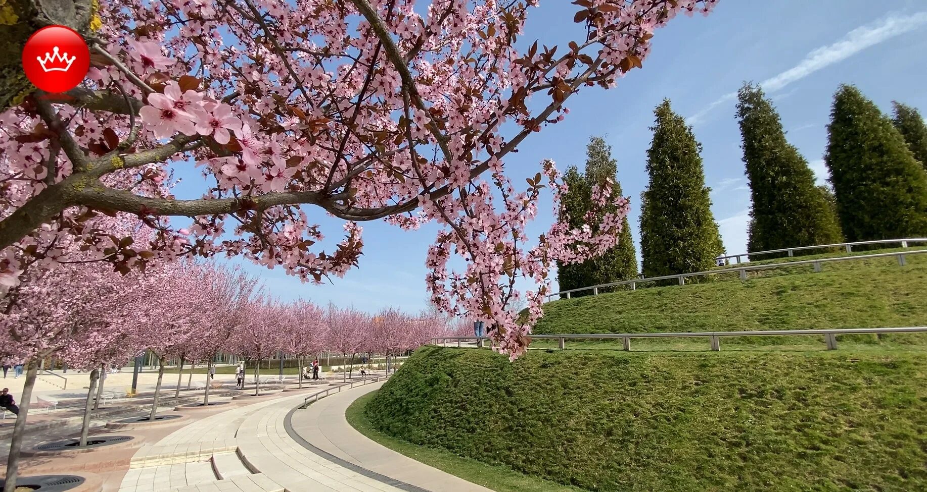 Краснодар в апреле фото Сакура краснодар