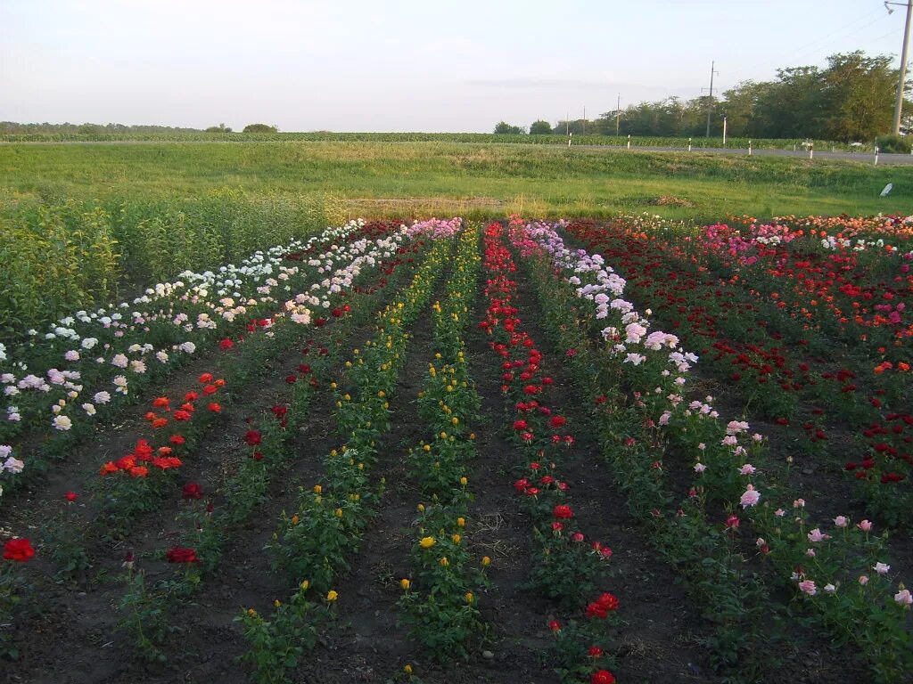 Краснодарский край село белая фото Розы Кубани - Контактная информация