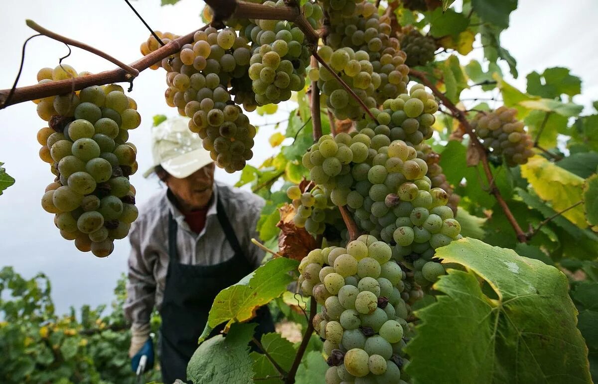 Краснодарский виноград фото Виноград краснодарские сорта: найдено 85 изображений