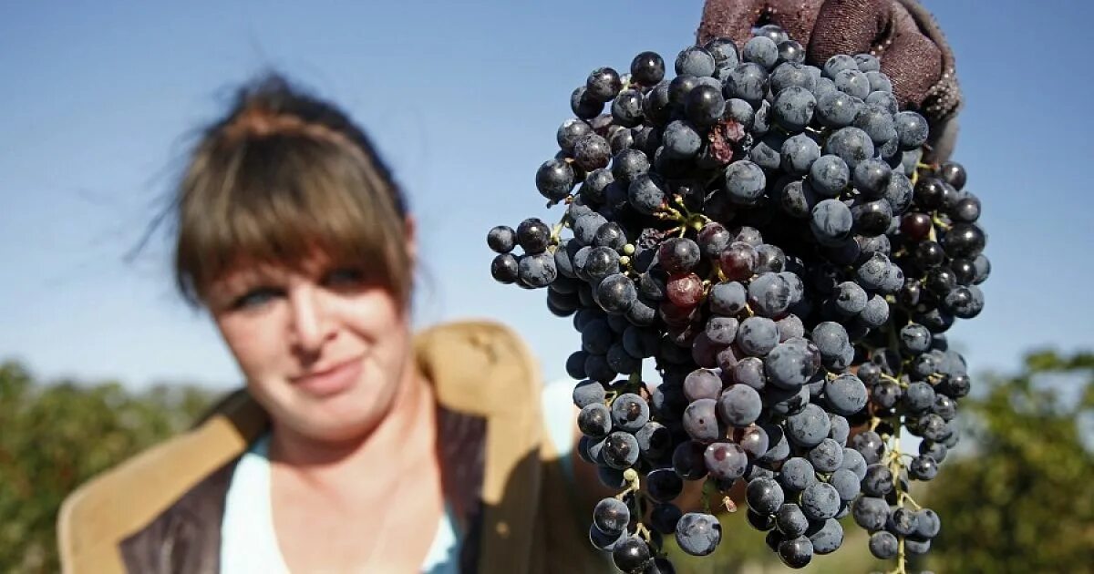 Краснодарский виноград фото Подари мне, Санта, антиоксиданты: какие продукты лучше всего защищают от токсино