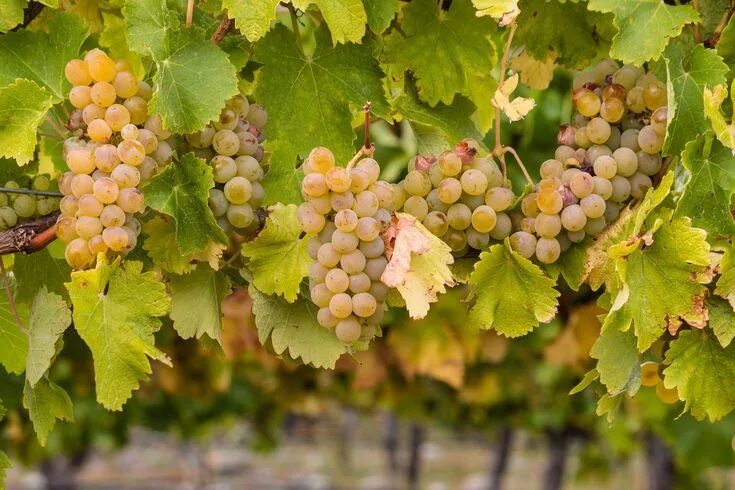 Краснодарский виноград сорта и фото Why Chablis is the Purest Chardonnay White wine grapes, Chardonnay, Chablis