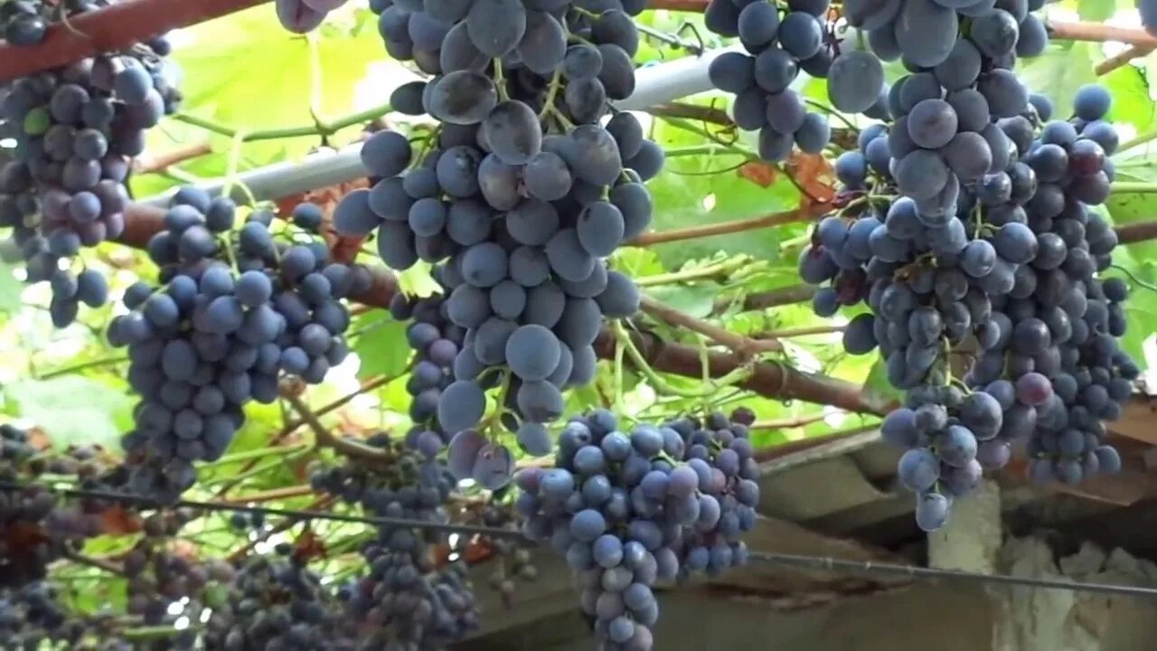 Краснодарский виноград сорта и фото Сорт "Кубань" - лучший виноград 2016 г. - YouTube