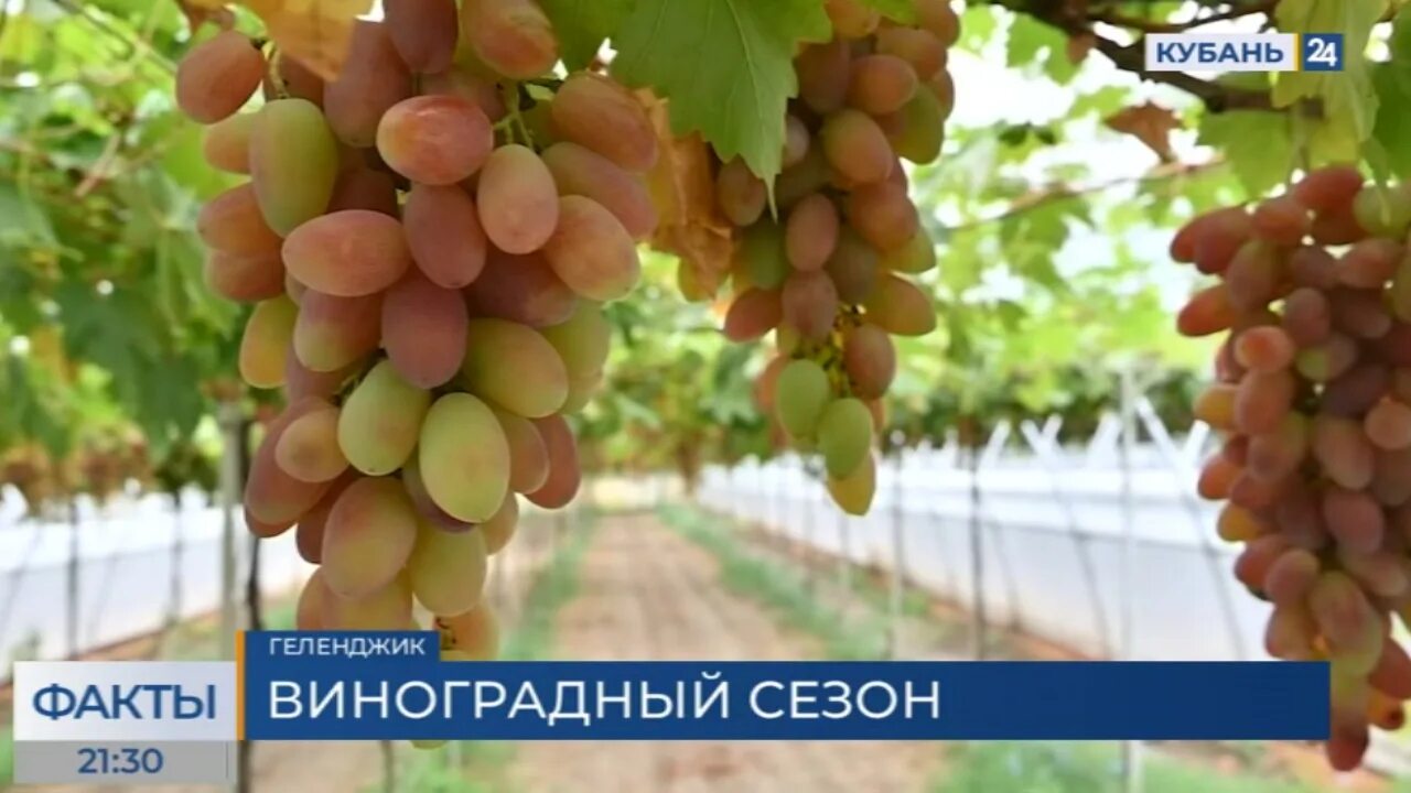 Краснодарский виноград сорта и фото В Краснодарском крае соберут урожай винограда с 30 тыс. гектаров - 1 сентября, 2