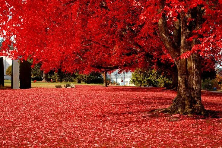 Красное 14а поселок красное фото Beautiful red Alam yang indah, Alam, Gambar jatuh