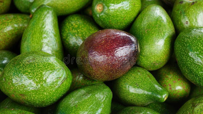 Красное авокадо фото Ripe Red Avocado in Bunch of Green Avocados Stock Image - Image of food, juicy: 