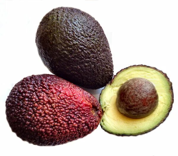 Красное авокадо фото ripe avocado variety1b Free stock photos - Rgbstock - Free stock images TACLUDA 