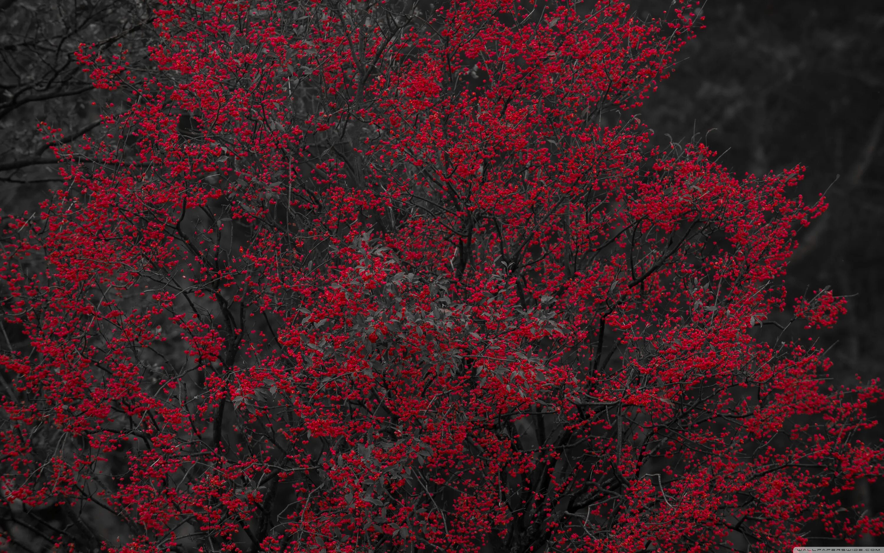 Красное фото Tree With Small Red Fruits Ultra HD Desktop Background Wallpaper for 4K UHD TV :