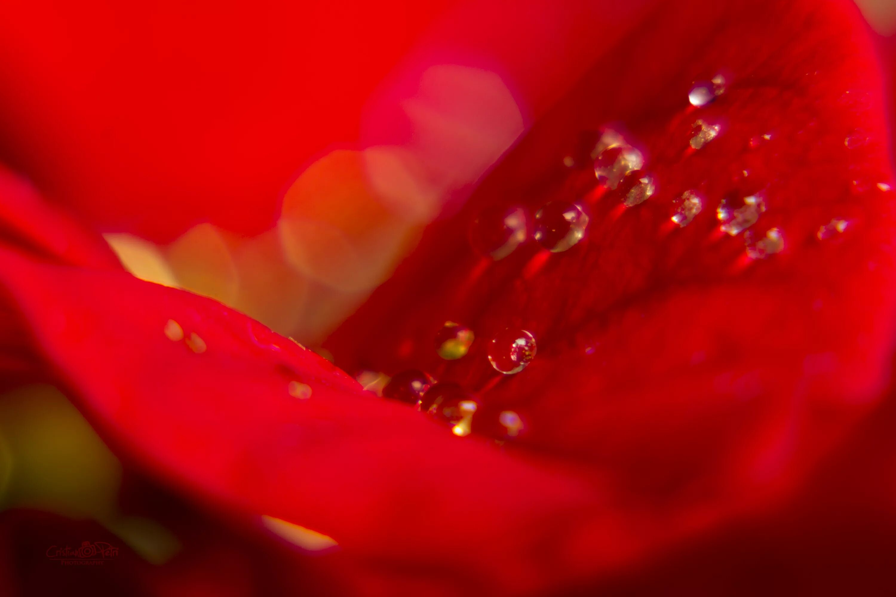 Красное фото на рабочий Free Images : nature, blossom, dew, flower, petal, red, pink, flora, close up, b