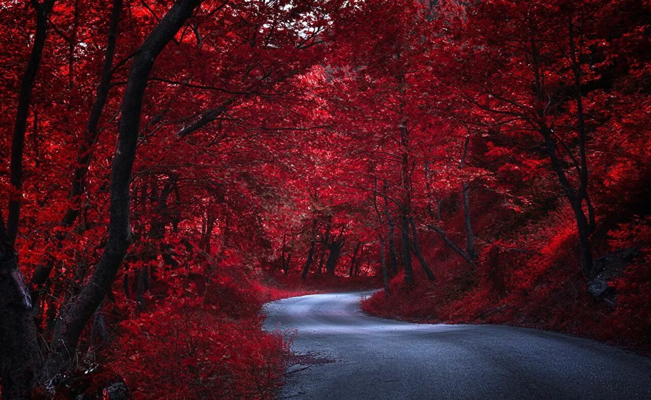 Красное фото на рабочий Fotos Rot Natur Herbst Wege Bäume Hintergrundbilder natur, Roter hintergrund, Ro