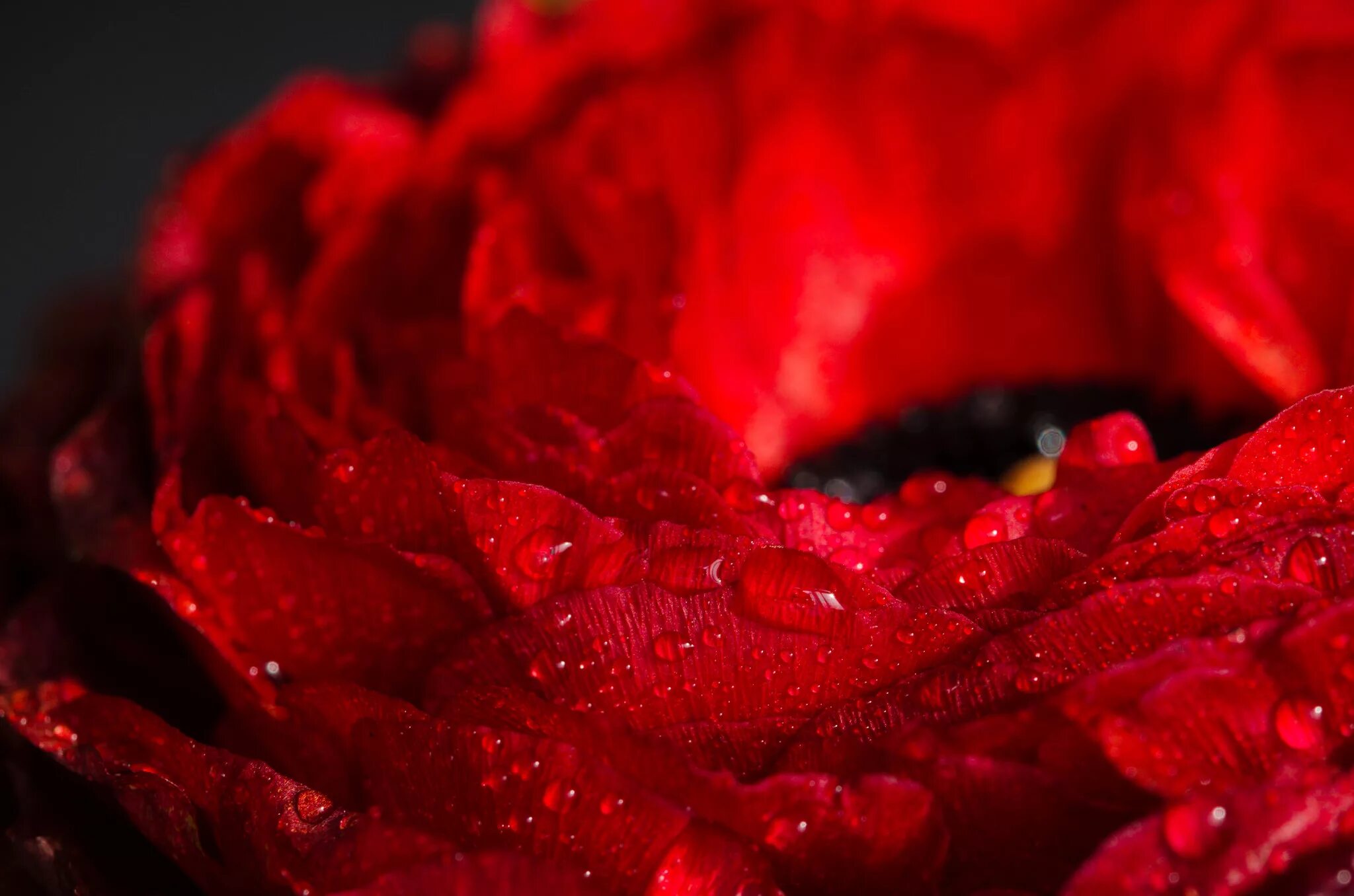 Красное фото онлайн Скачать обои макро, цветок, красный, mireia b. l., macro разрешение 2048x1356 #1