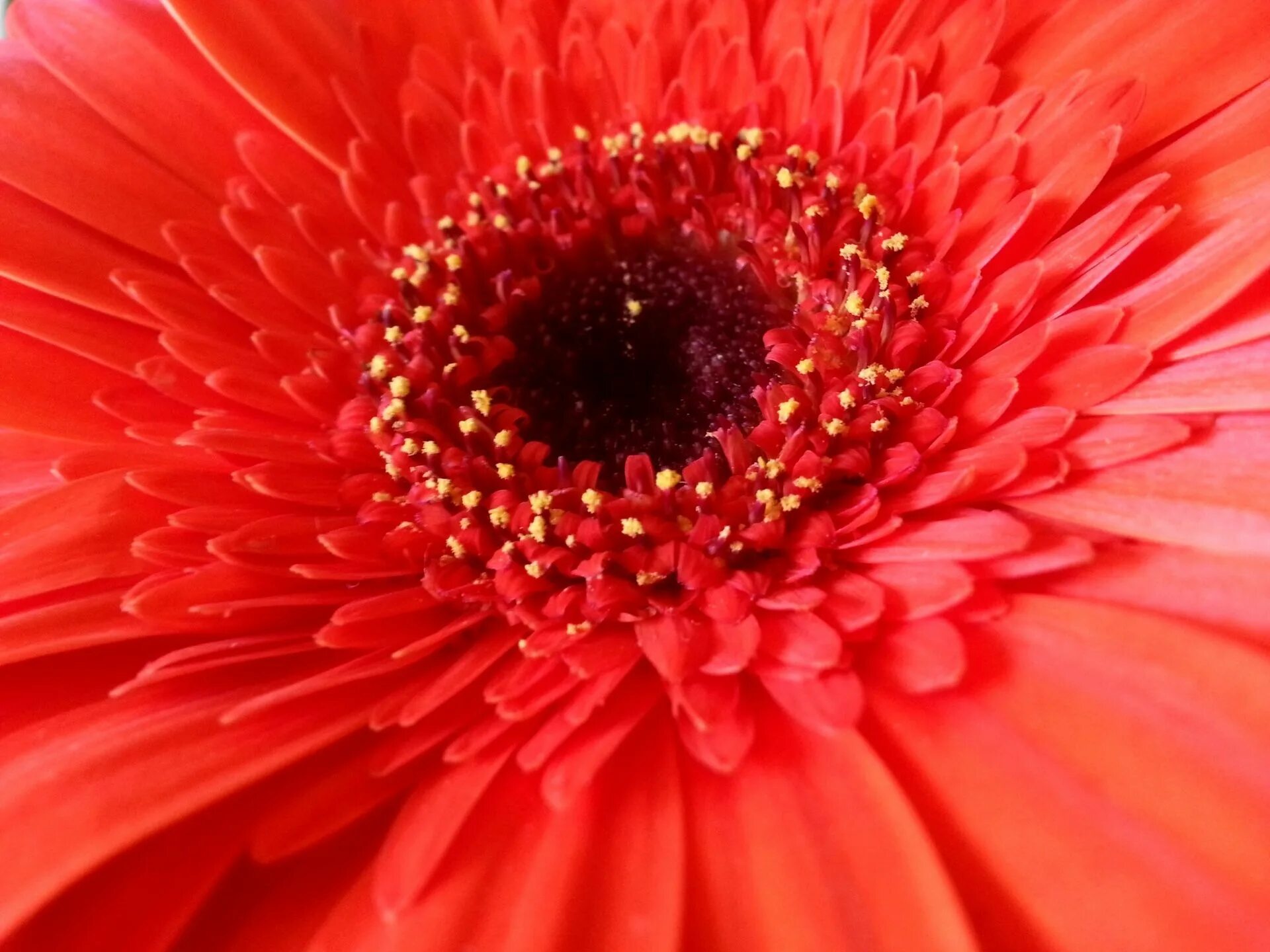Красное фото онлайн Red Flower Red flowers, Flowers, Free stock photos