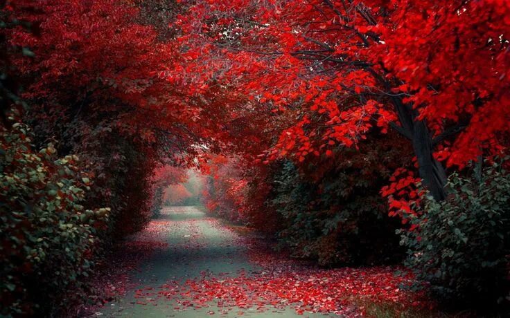 Красное фото в фотошопе beautiful-scenery-05 Nature backgrounds, Nature wallpaper, Beautiful nature wall