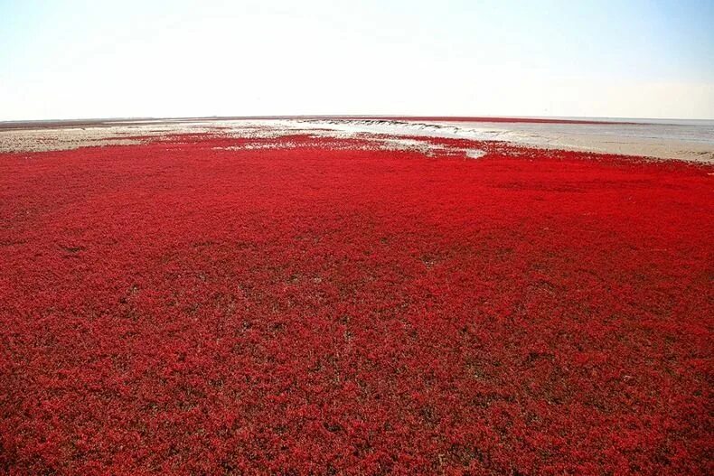Красное место фото Panjin Red Beach, China Red beach, Beautiful places on earth, Most beautiful pla