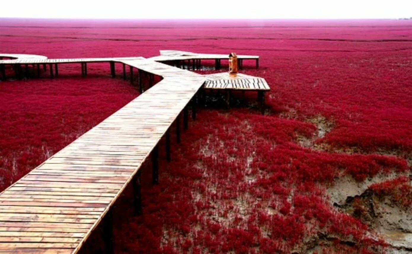 Красное место фото A Wonderful World: Red Beach, Panjin, China Red beach, Breathtaking places, Beau
