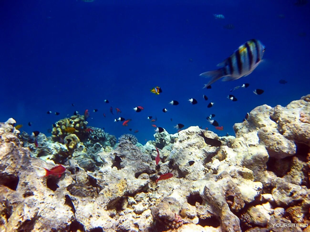 Красное море фото хургада Картинки МОРЕ В ШАРМ ЭЛЬ ШЕЙХЕ ФОТО