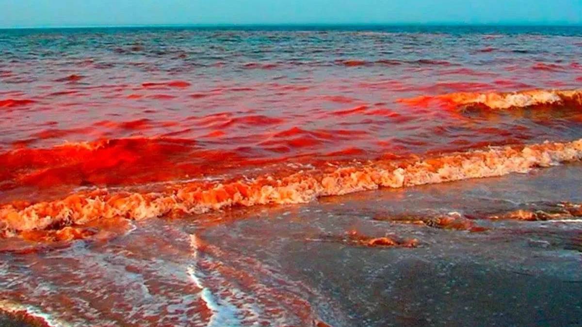 Красное море красная вода фото Marmara Denizi'nde o görüntüler hiç hayra işaret değil! Depremin habercisi mi? M