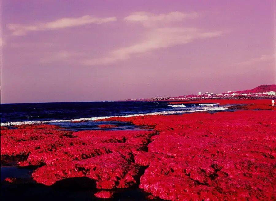 Красное море красная вода фото Red Algae - Kodak AEROCHROME III 1443 (120) - EMULSIVE