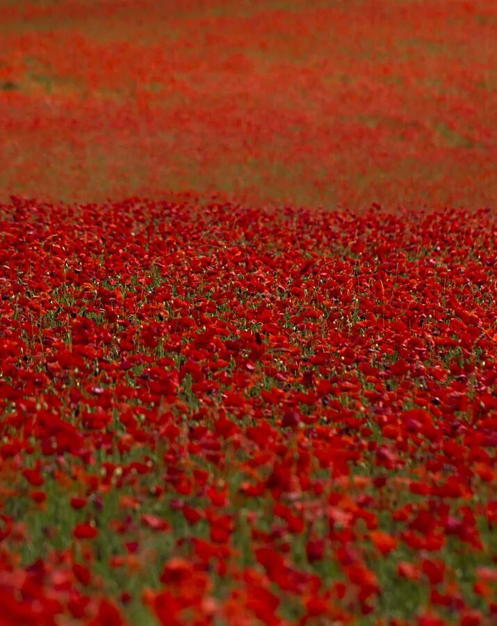 Красное поле фото I remember how excited I was to see my first Poppy field in France......Love at 