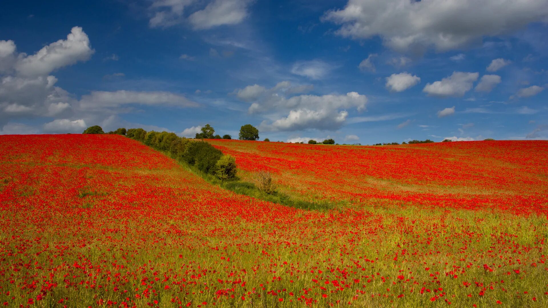 Красное поле фото Download wallpaper field, the sky, clouds, trees, flowers, hills, Maki, meadow, 