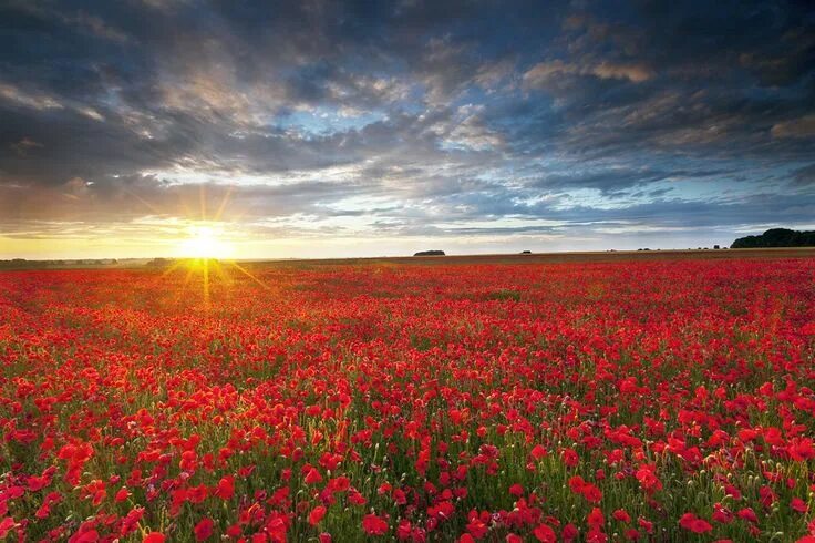 Красное поле фото Poppies at sunset, Whiltshire, UK #travel Landscape photographers, Field wallpap