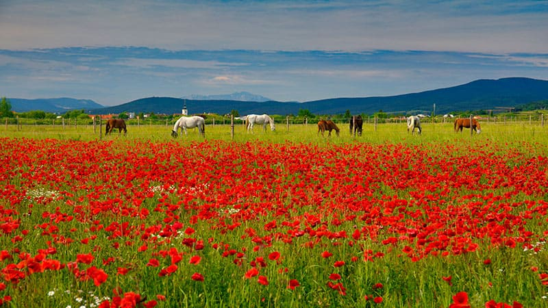 Красное поле фото Фотообои на стену ЛОШАДИ ПОЛЕ КРАСНЫХ ЦВЕТОВ цена, фото, купить - 3d-linker.ru